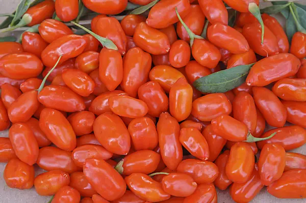 517309 - Lyciet commun (Lycium barbarum 'No1 Lifeberry')