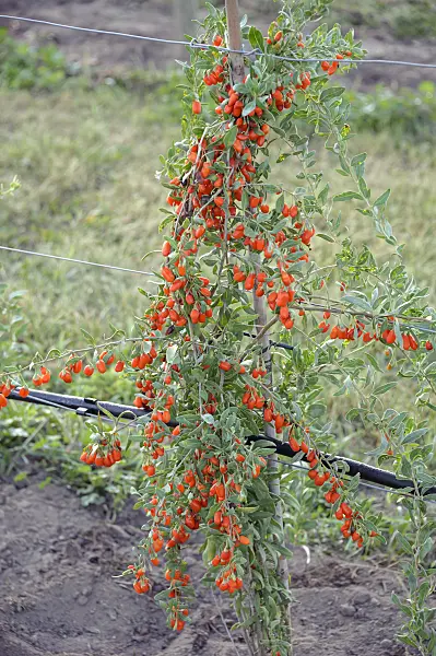 535347 - Lyciet commun (Lycium barbarum 'No1 Lifeberry')