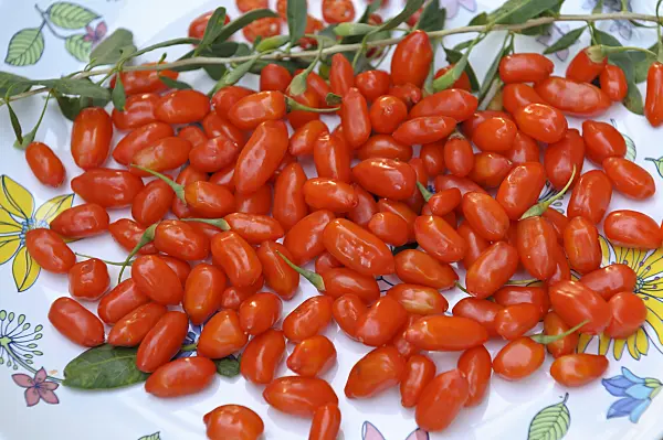 517310 - Lyciet commun (Lycium barbarum 'Sweet Lifeberry')