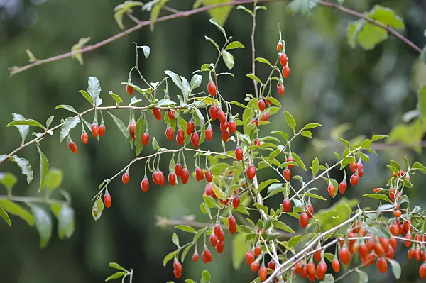 517312 - Lyciet commun (Lycium barbarum 'Sweet Lifeberry')