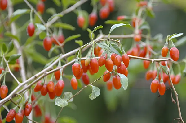 517313 - Lyciet commun (Lycium barbarum 'Sweet Lifeberry')