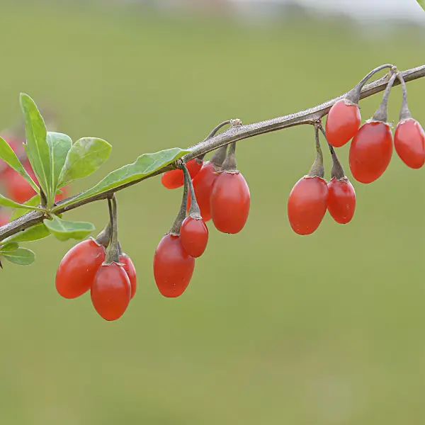 607131 - Lyciet commun (Lycium barbarum 'Sweet Lifeberry')