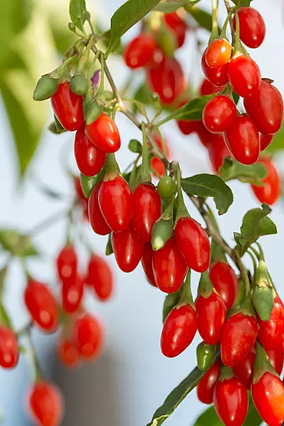 664244 - Lyciet commun (Lycium barbarum 'Sweet Lifeberry')