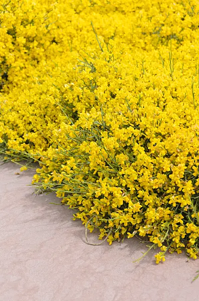 508252 - Lydischer Ginster (Genista lydia)