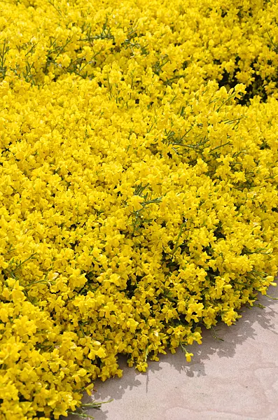 508253 - Lydischer Ginster (Genista lydia)