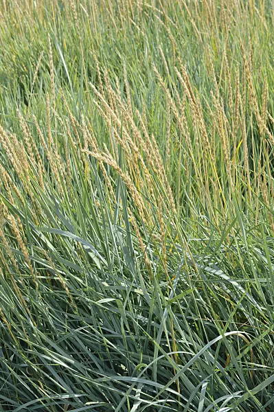 475071 - Lyme grass (Leymus arenarius)