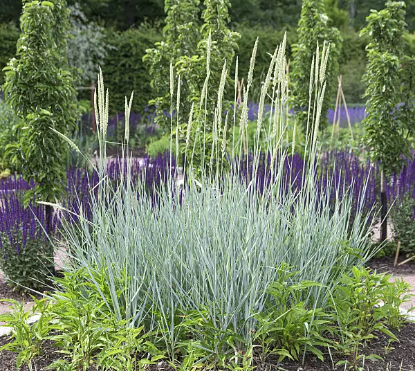 651369 - Lyme grass (Leymus arenarius 'Blue Dune')