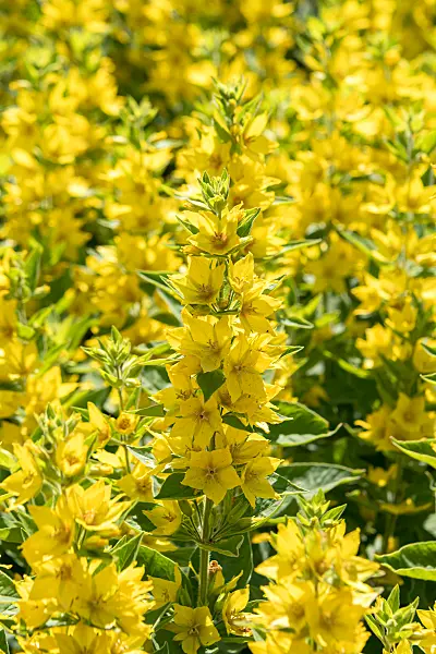 664245 - Lysimaque ponctuée (Lysimachia punctata)