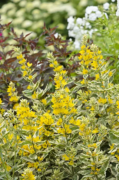534090 - Lysimaque ponctuée (Lysimachia punctata 'Alexander')