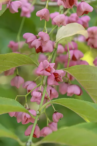 575105 - Maack's spindle tree (Euonymus hamiltonianus subsp. maackii)