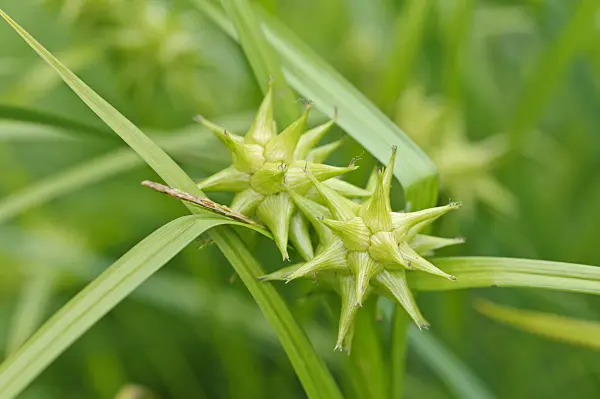 473129 - Mace sedge (Carex grayi)
