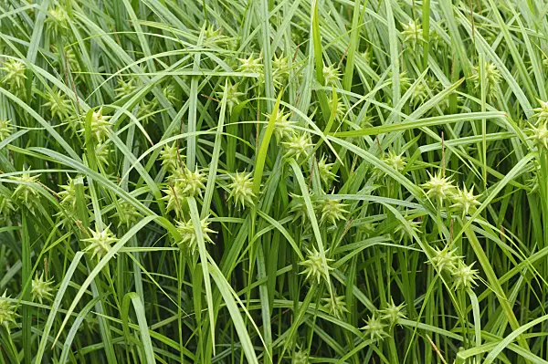 485065 - Mace sedge (Carex grayi)