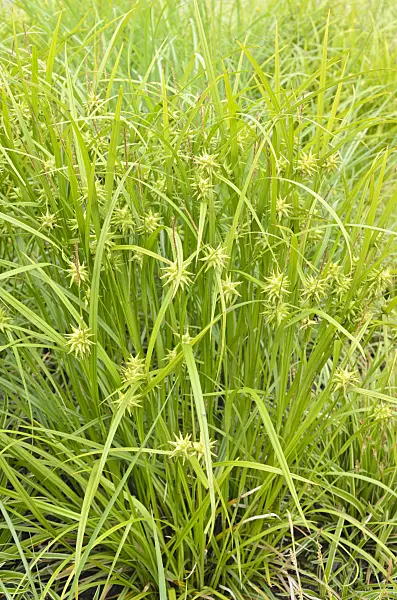 545080 - Mace sedge (Carex grayi)