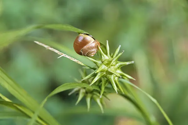 433199 - Mace sedge (Carex grayi) with snail