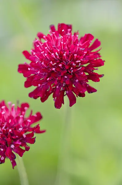 534115 - Macedonian widow flower (Knautia macedonica 'Mars Midget')