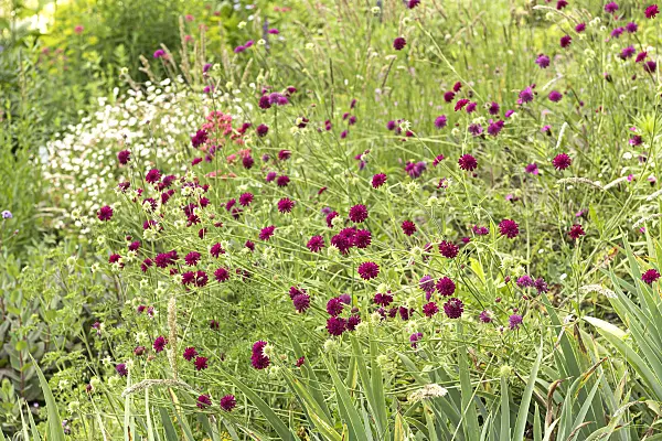651357 - Macedonian widow flower (Knautia macedonica 'Mars Midget')