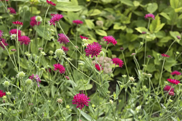 651358 - Macedonian widow flower (Knautia macedonica 'Mars Midget')