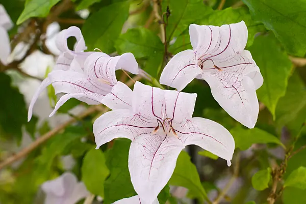 672078 - Mackaya bella