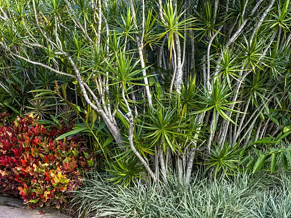 455154 - Madagascar dragon tree (Dracaena marginata) and croton (Codiaeum variegatum syn. Croton variegatus)