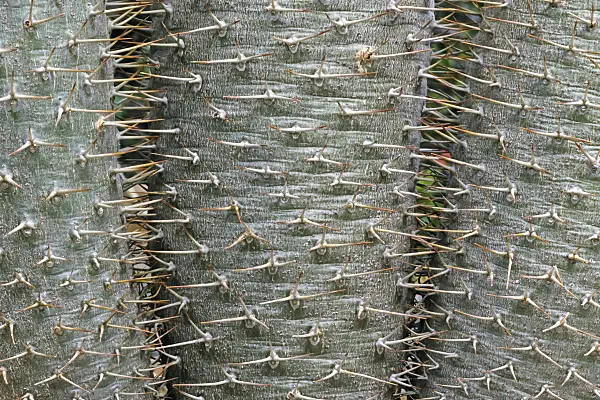 366066 - Madagascar palm (Pachypodium lamerei var. lamerei)