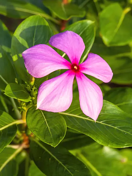454160 - Madagascar periwinkle (Catharanthus roseus)