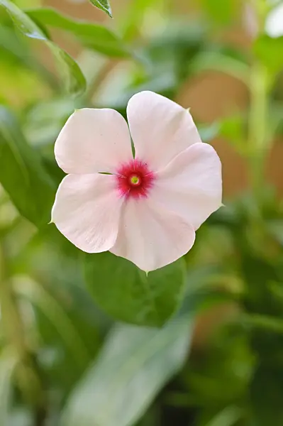 488036 - Madagascar periwinkle (Catharanthus roseus)