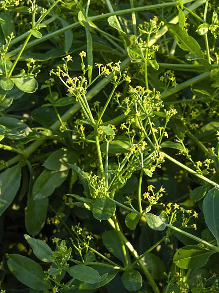 461151 - Madder (Rubia tinctoria)