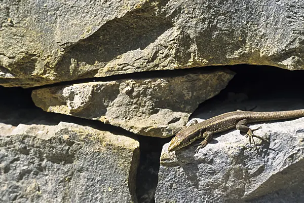 388139 - Madeira wall lizard (Podarcis dugesii)