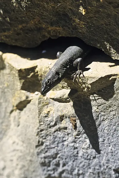 388140 - Madeira wall lizard (Podarcis dugesii) looks interestedly from the edge of the rock into the depths