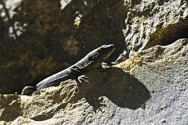 388141 - Madeira wall lizard (Podarcis dugesii) sunbathing on the rock