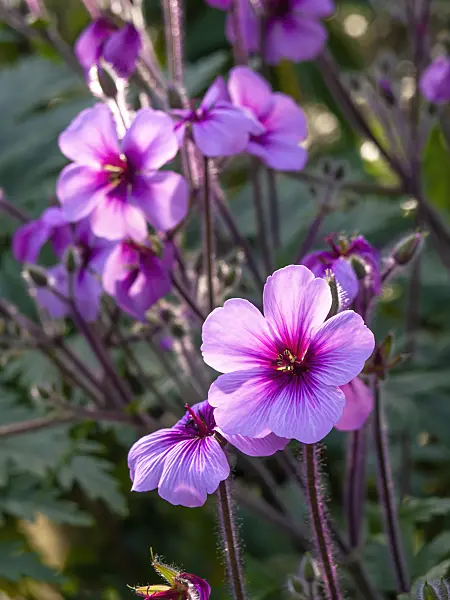 447018 - Madeiran cranesbill (Geranium maderense)