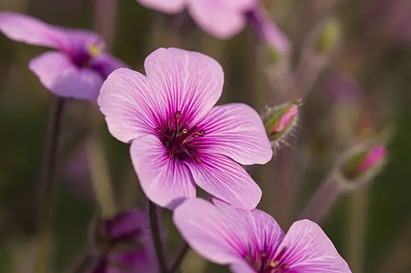 518108 - Madeiran cranesbill (Geranium maderense)