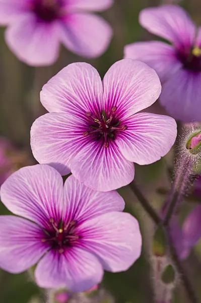 518109 - Madeiran cranesbill (Geranium maderense)