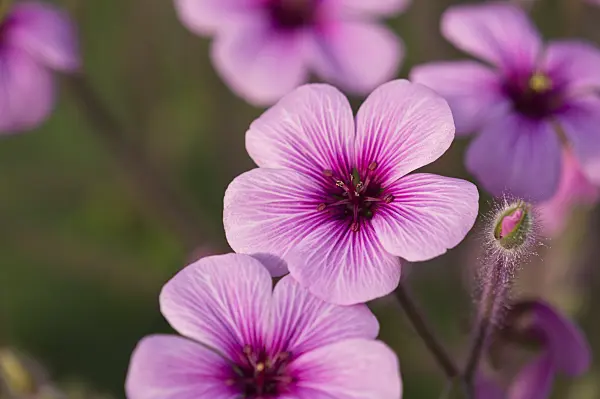 518110 - Madeiran cranesbill (Geranium maderense)