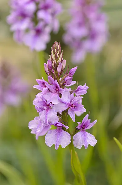 533272 - Madeiran orchid (Dactylorhiza foliosa)
