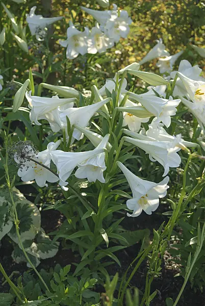 526112 - Madonna lily (Lilium candidum)
