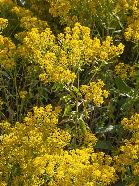 414186 - Madwort (Alyssum murale)