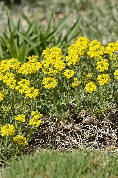 508345 - Madwort (Alyssum pateri)