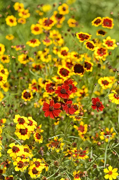 547378 - Mädchenauge (Coreopsis tinctoria)
