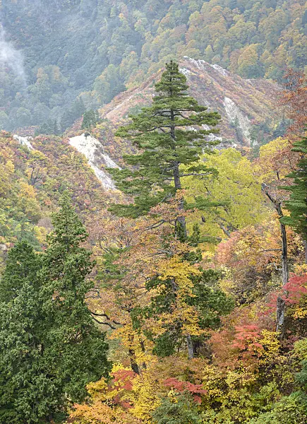 547223 - Mädchenkiefern (Pinus parviflora) und Ahorne (Acer)