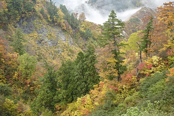 547224 - Mädchenkiefern (Pinus parviflora) und Ahorne (Acer)