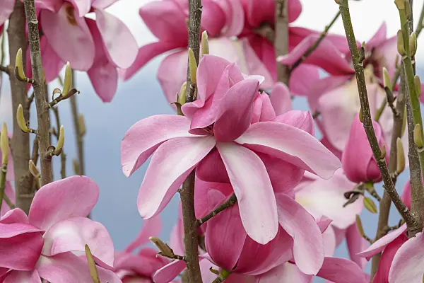 558136 - Magnolia (Magnolia Aurora)