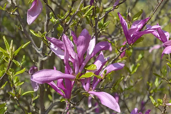 607132 - Magnolia (Magnolia Betty)