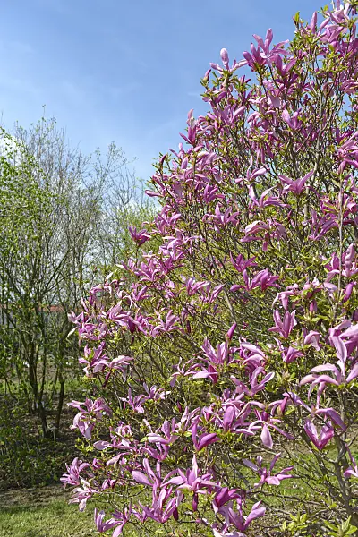 607133 - Magnolia (Magnolia Betty)