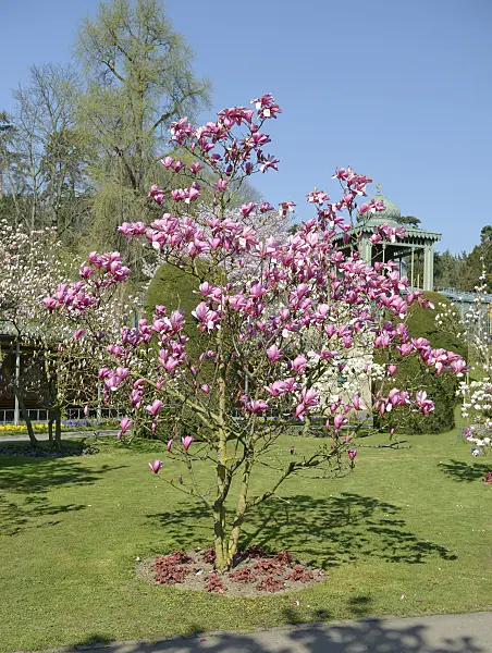 558137 - Magnolia (Magnolia Galaxy)