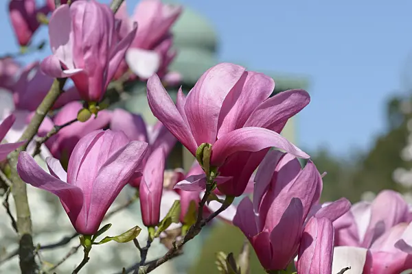 558138 - Magnolia (Magnolia Galaxy)