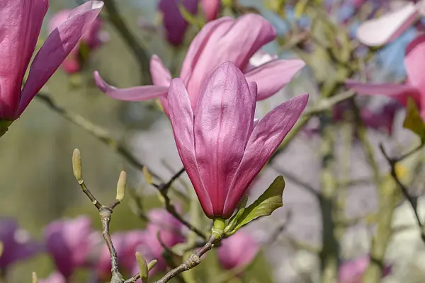 558139 - Magnolia (Magnolia Galaxy)