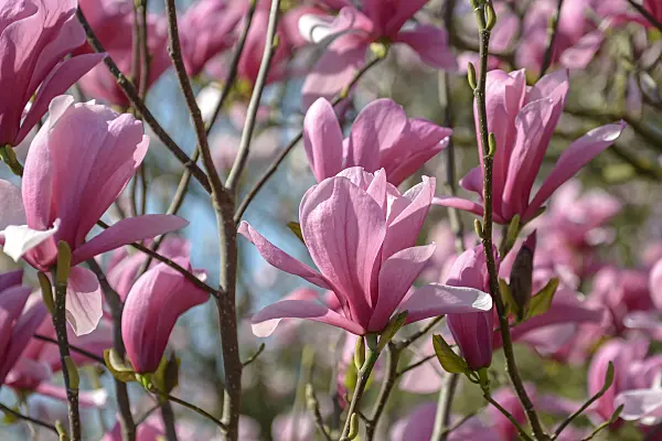 558140 - Magnolia (Magnolia Galaxy)