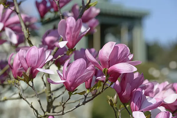 558141 - Magnolia (Magnolia Galaxy)