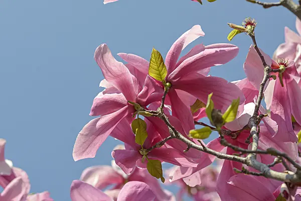 558142 - Magnolia (Magnolia Galaxy)